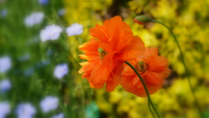 ひなげし Poppy.jpg