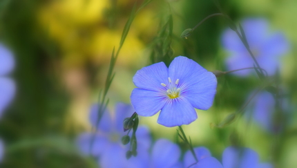 亜麻  Flax.JPG