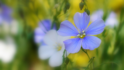 亜麻  Flax2.JPG