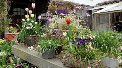 庭の花5.jpg