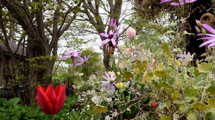 庭の花7.jpg