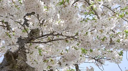 桜　戸田記念公園2　2022.jpg