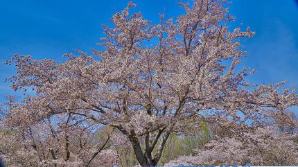 桜　戸田記念公園3　2022.jpg