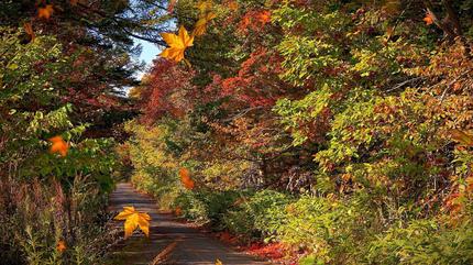 野幌森林公園　紅葉散歩2022.jpg